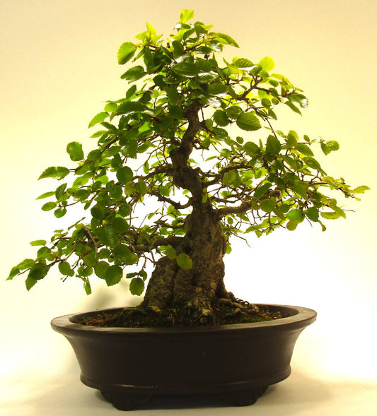 Specimen Korean Hornbeam Bonsai Tree SB1134