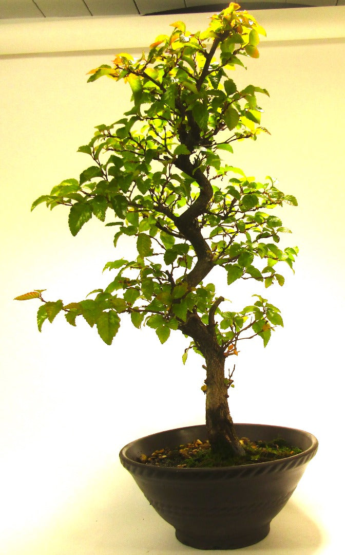 Korean Hornbeam Bonsai Tree SB1166