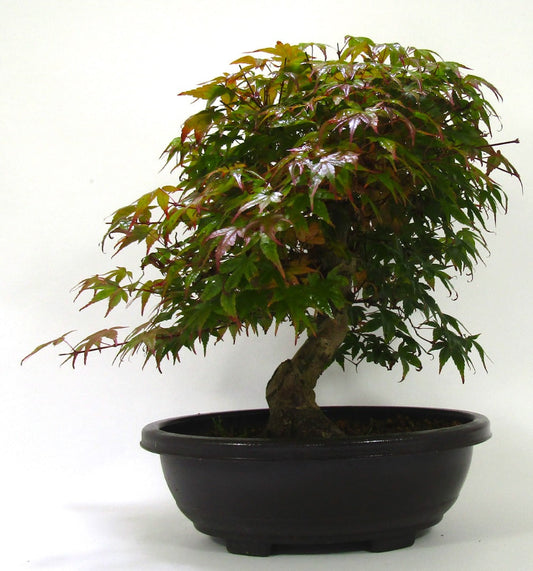 Japanese Maple Deshojo Bonsai Tree SB1123
