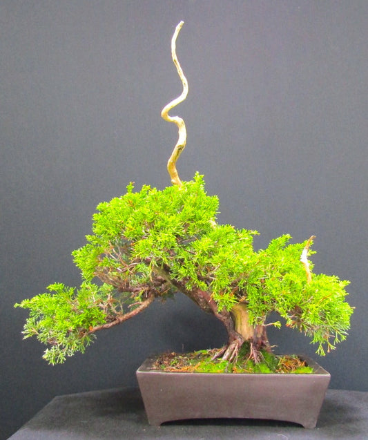 Iotigawa Juniper Bonsai tree - excellent Deadwood ,movement and styling options SB1131