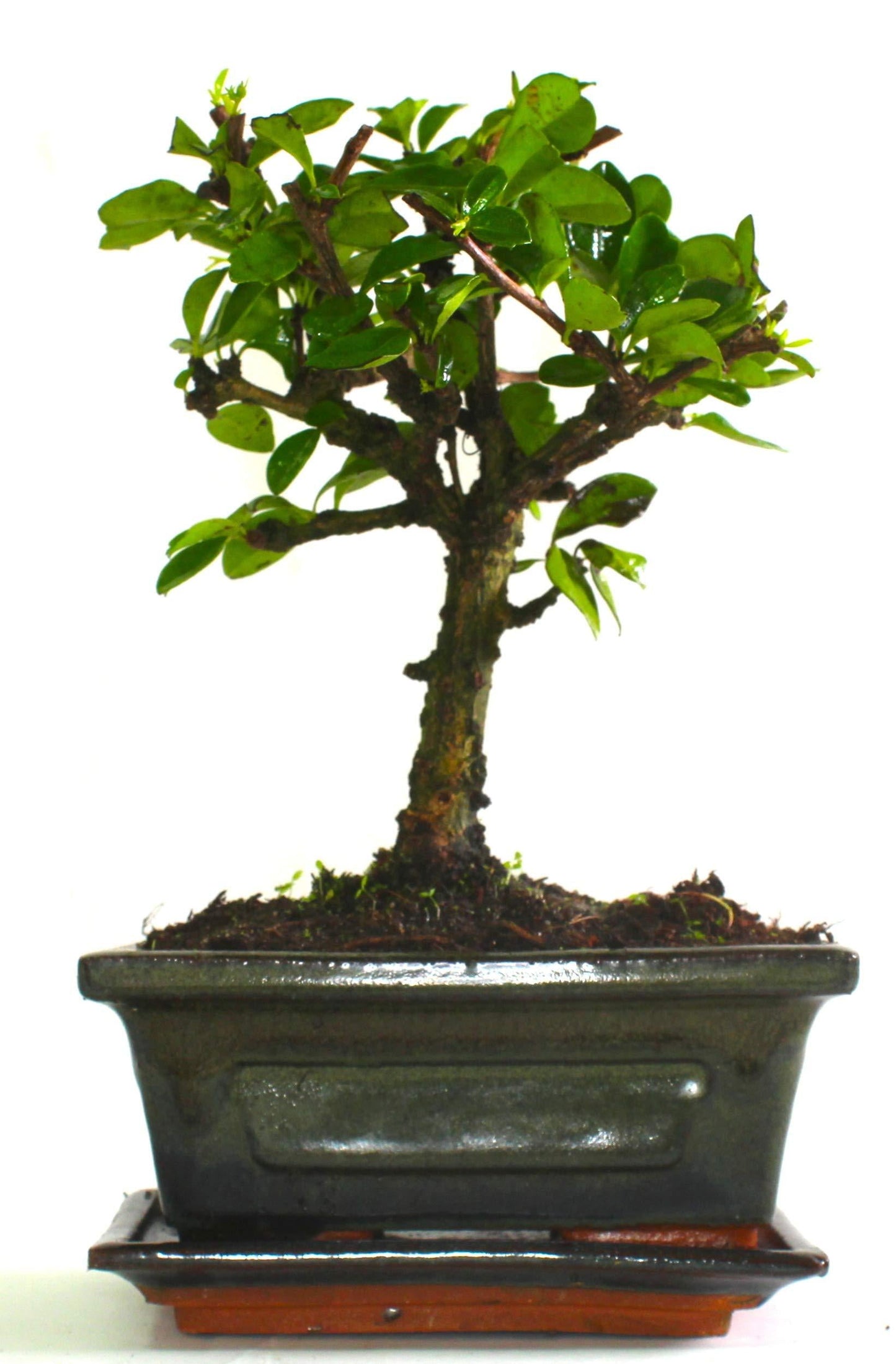 Carmona (Fukien Tea) Bonsai Tree Broom Style  - supplied with ceramic drip tray .