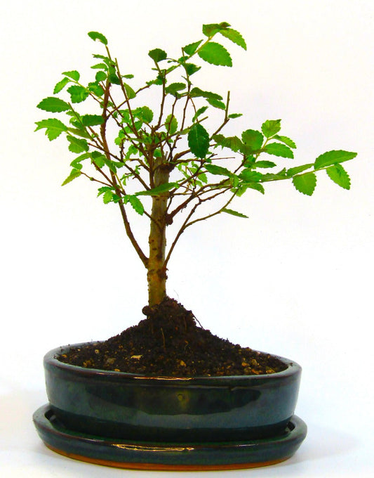 Seikatsu Bonsai Colour Range real bonsai tree - Chinese elm - ideal bonsai gift - selection of pot colours and repotted in our own quality Bonsai Soil