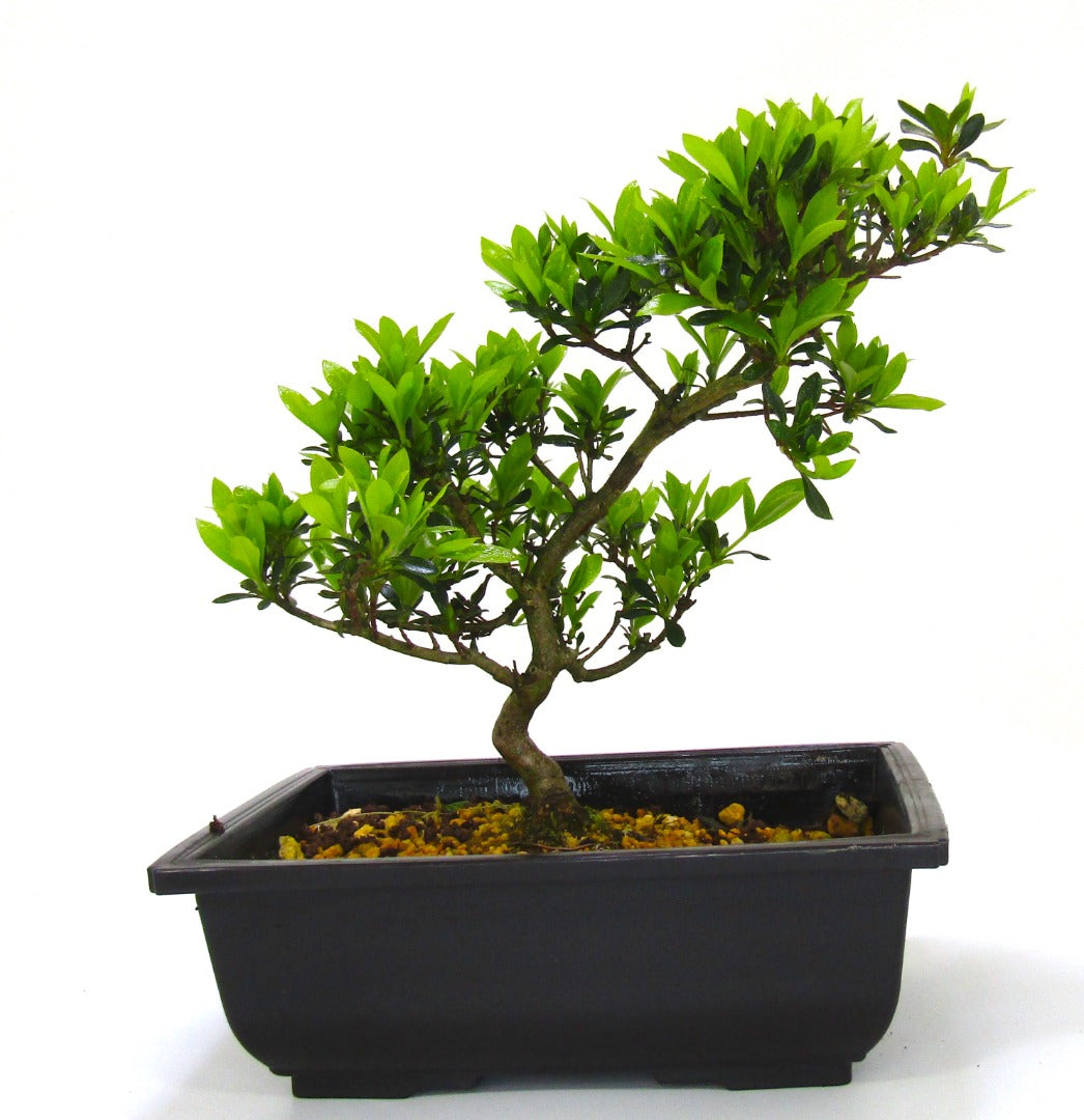 Japanese import Satsuki Azalea Bonsai Tree Senbazuru