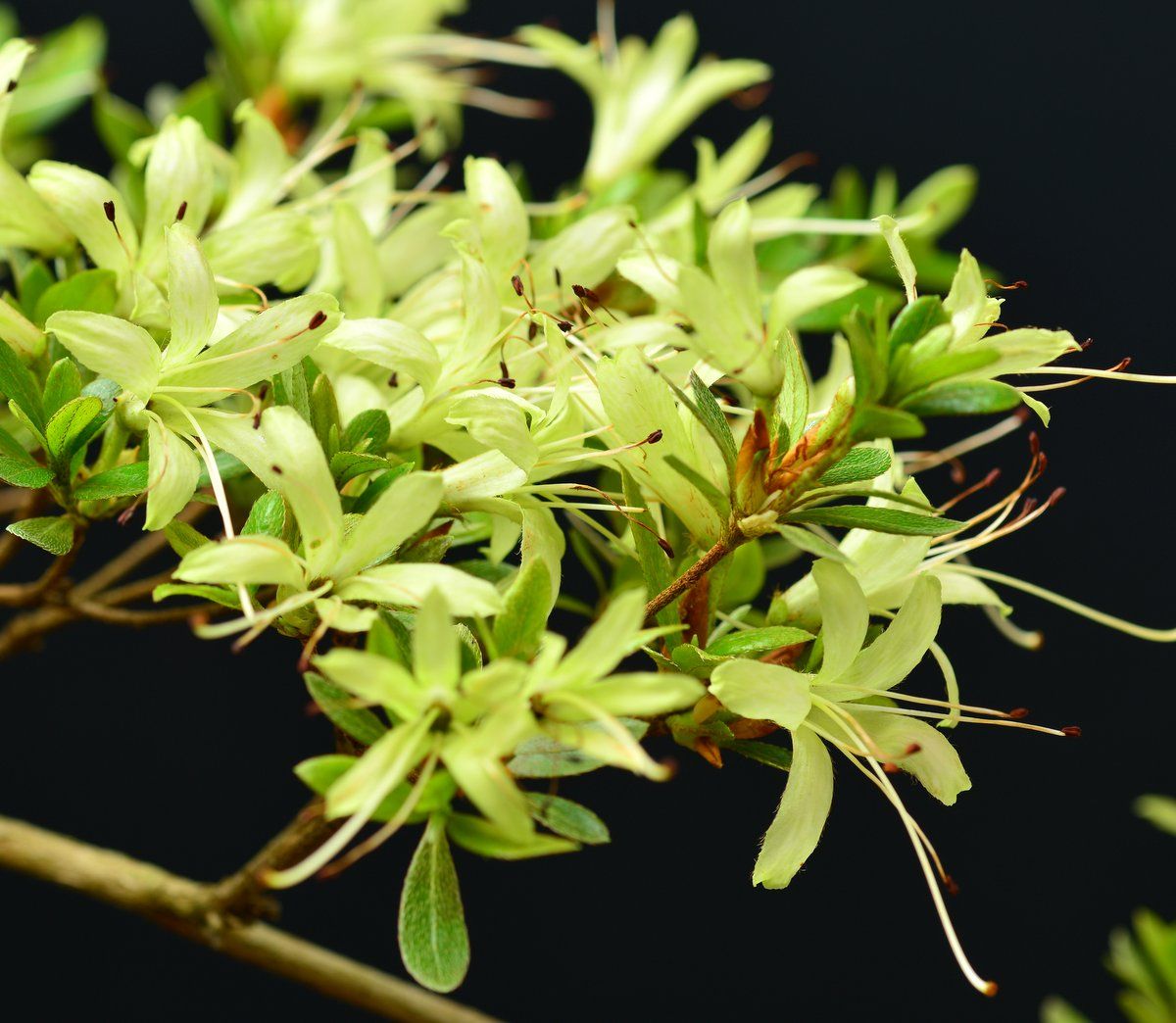 Japanese import Satsuki Azalea Bonsai Tree Senbazuru