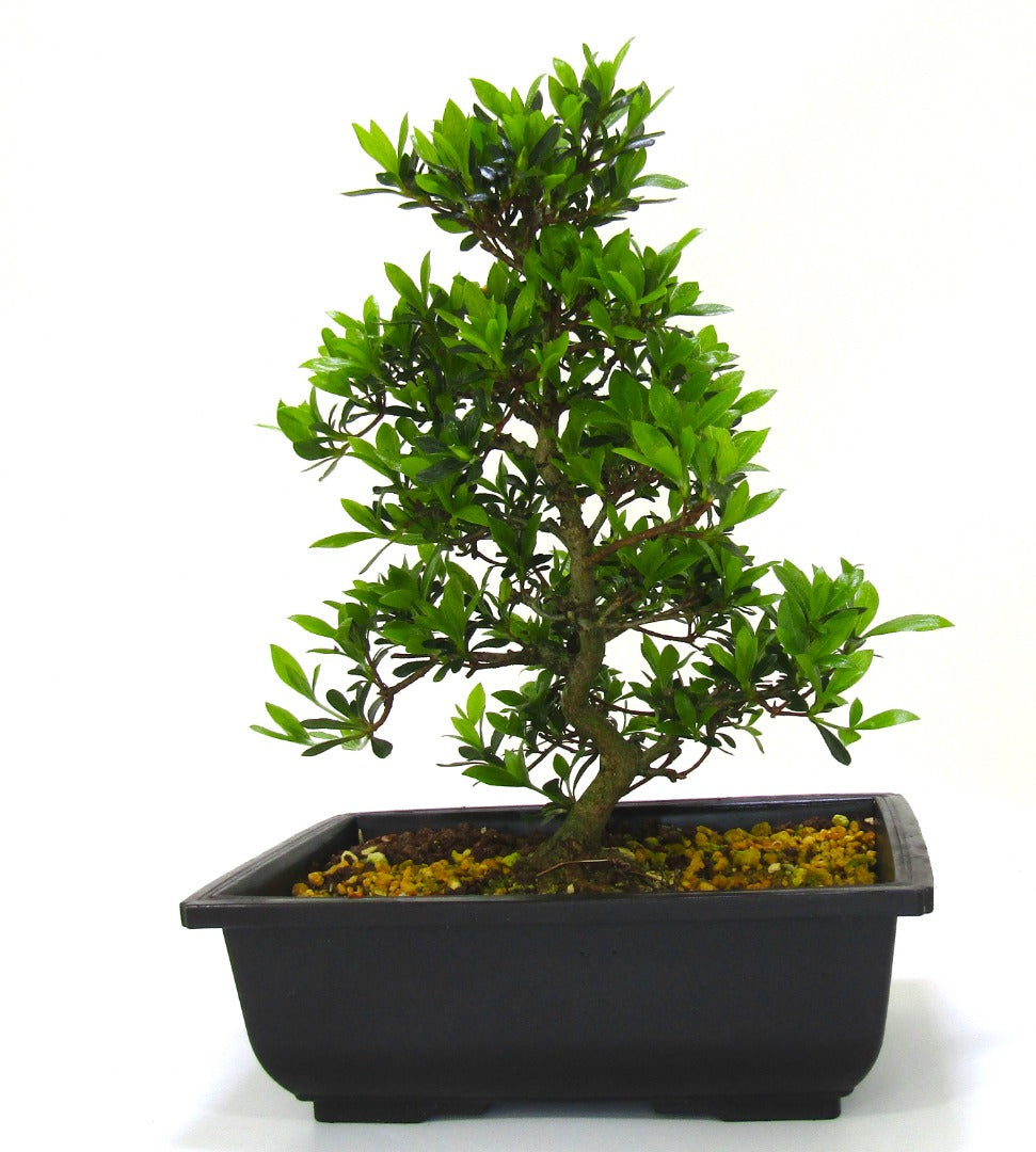 Japanese import Satsuki Azalea Bonsai Tree Senbazuru