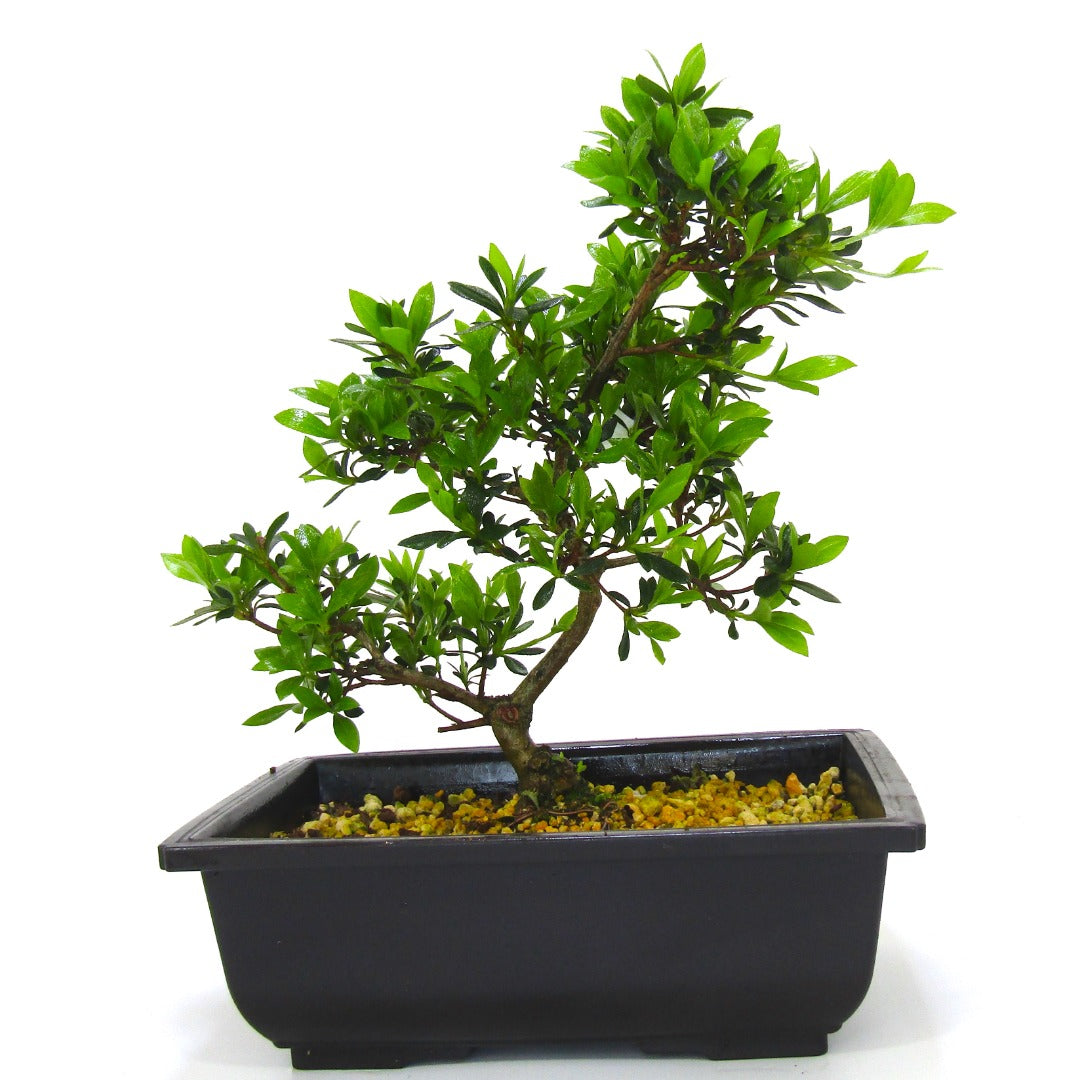 Japanese import Satsuki Azalea Bonsai Tree Senbazuru