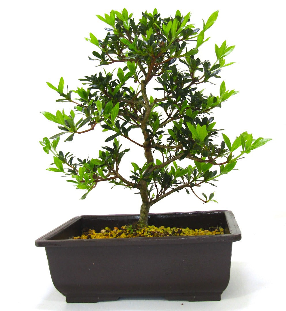 Japanese import Satsuki Azalea Bonsai Tree Senbazuru