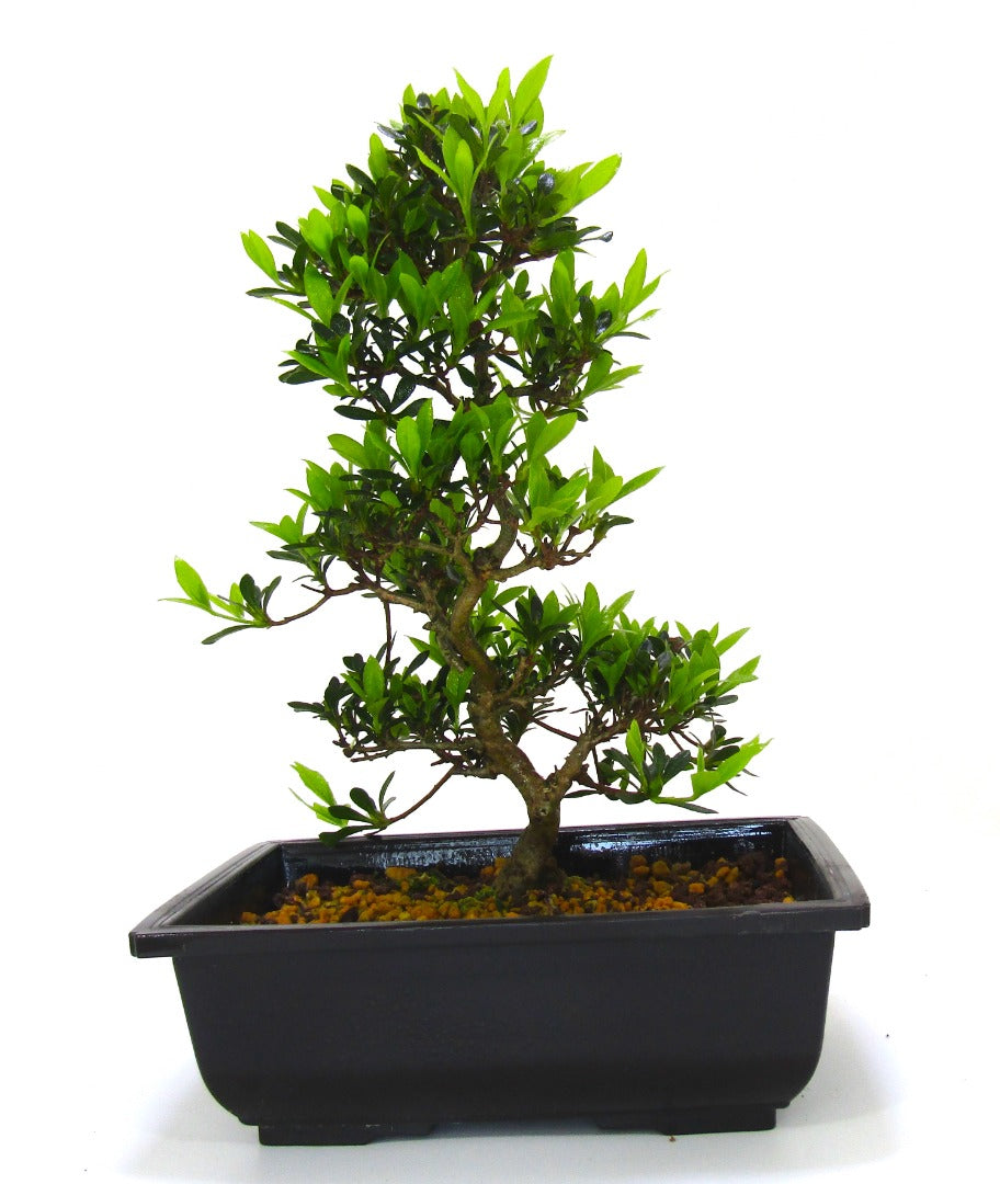 Japanese import Satsuki Azalea Bonsai Tree Senbazuru