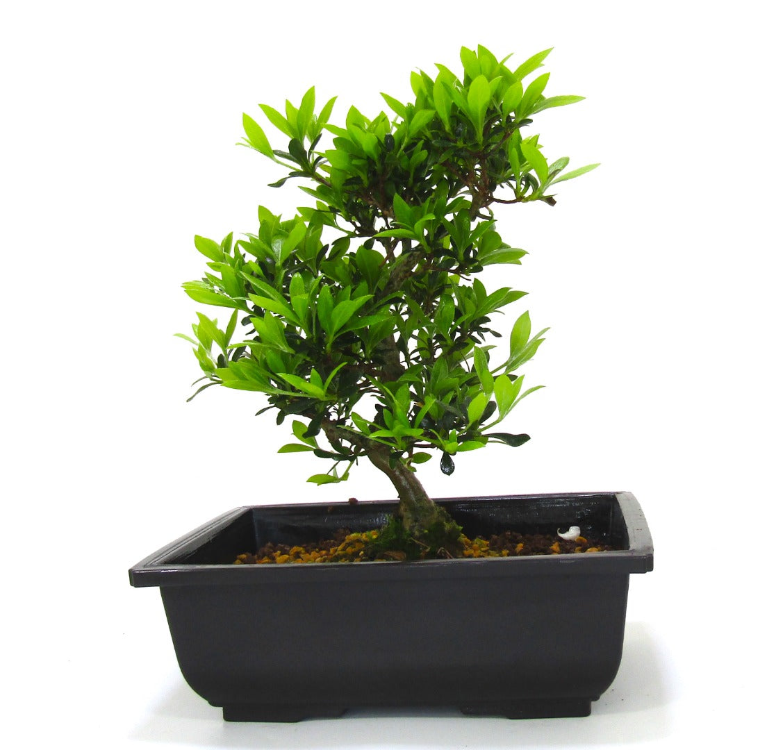 Japanese import Satsuki Azalea Bonsai Tree Senbazuru