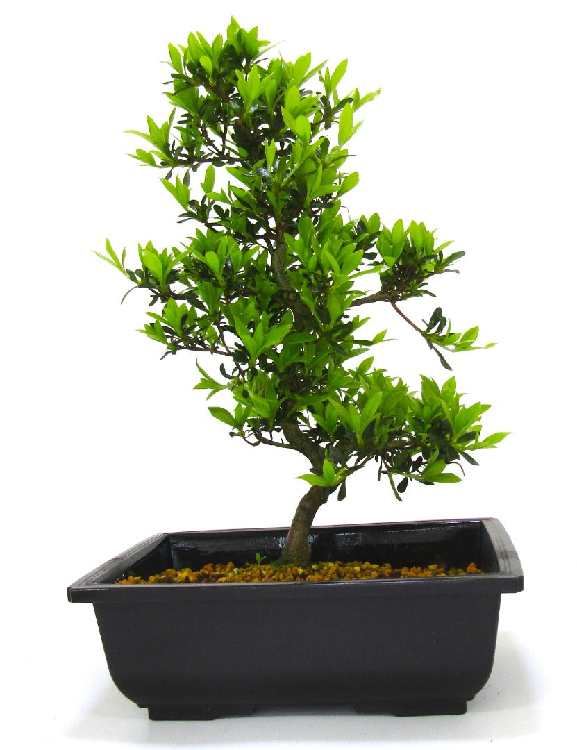 Japanese import Satsuki Azalea Bonsai Tree Senbazuru