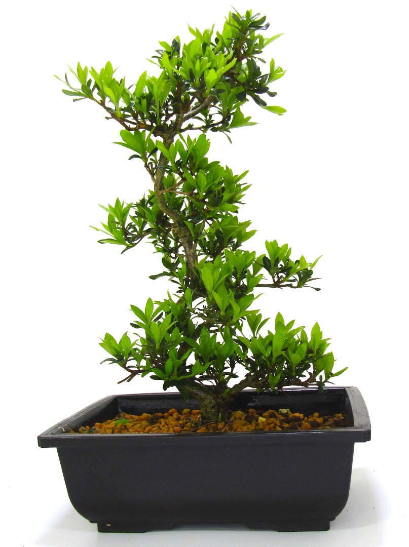 Japanese import Satsuki Azalea Bonsai Tree Senbazuru