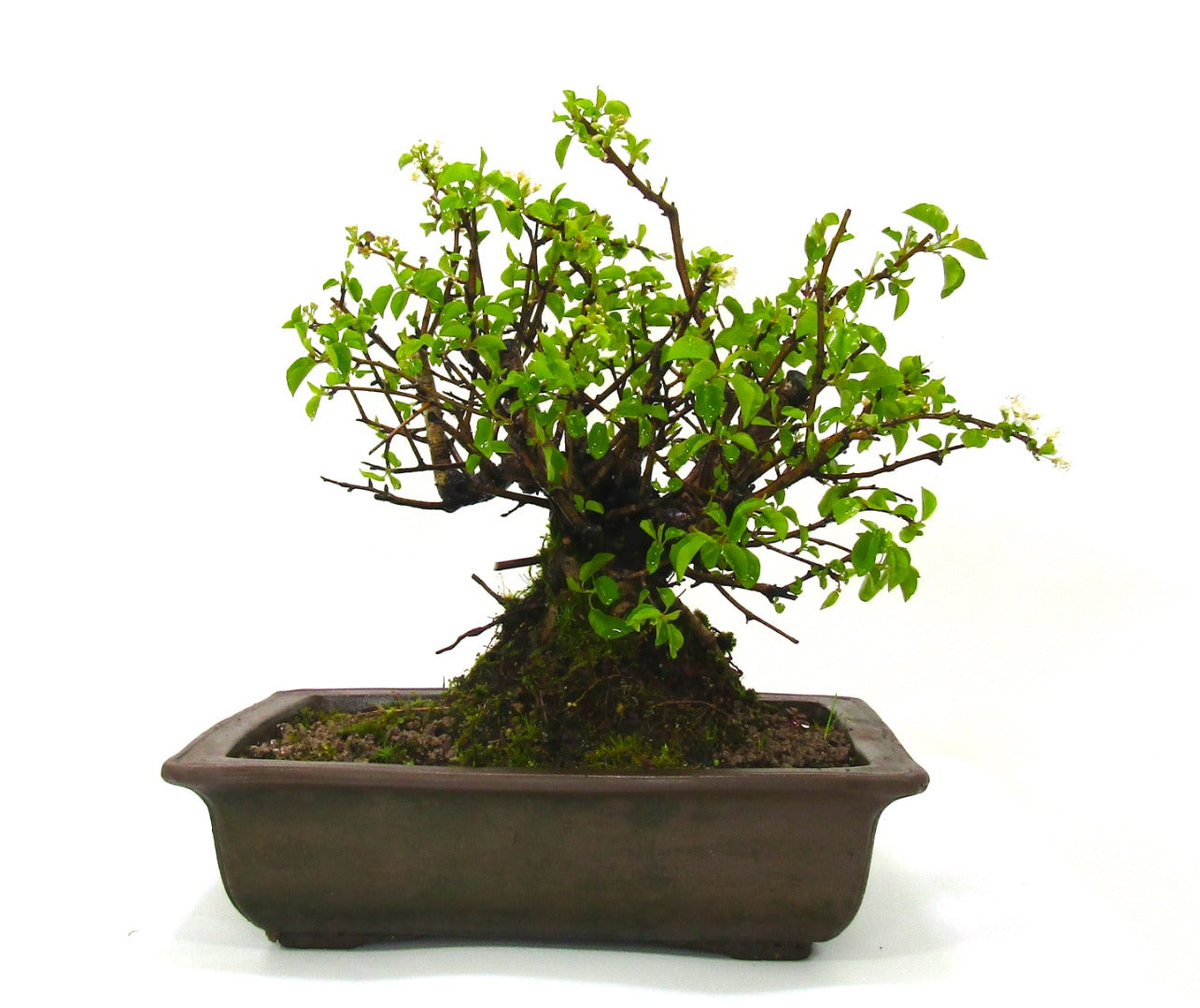 Prunus Spinosa (Blackthorn) Field grown Bonsai Tree Material