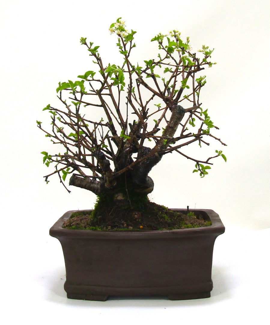 Prunus Spinosa (Blackthorn) Field grown Bonsai Tree Material