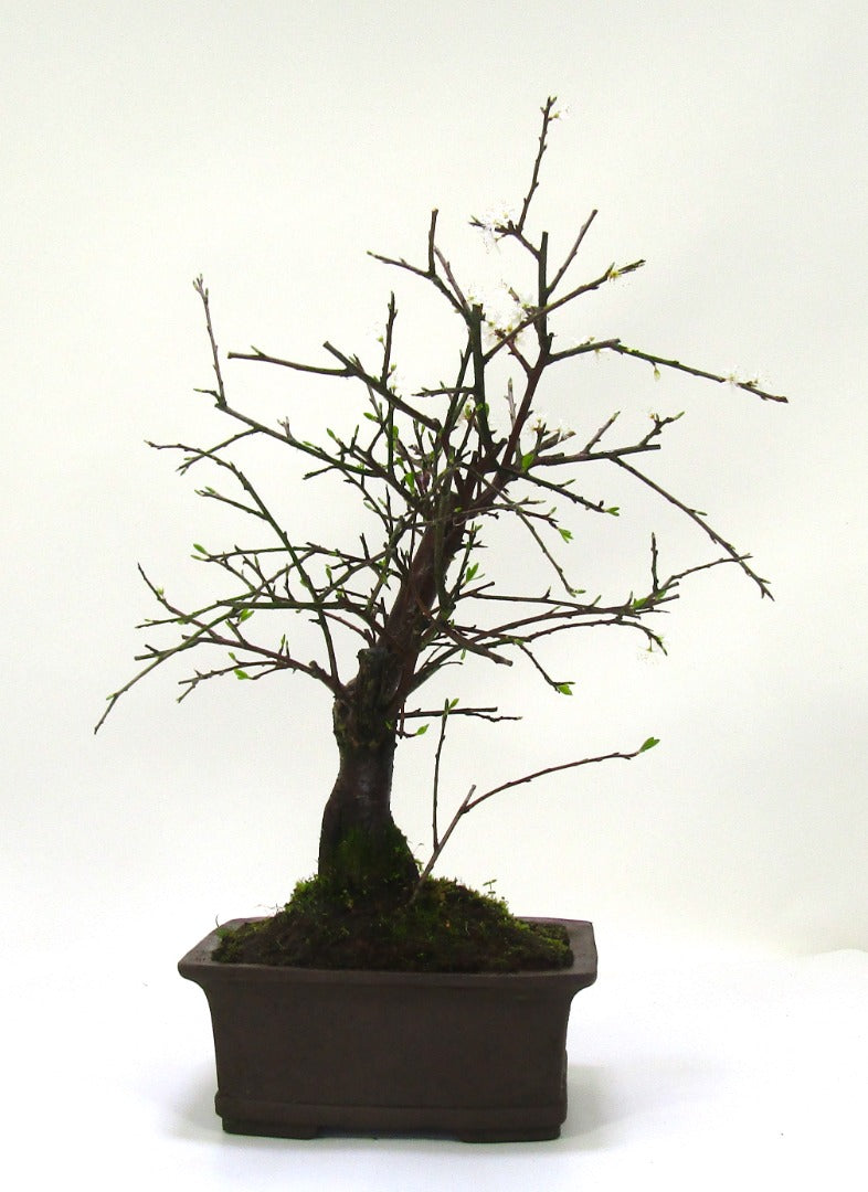 Prunus Spinosa (Blackthorn) Field grown Bonsai Tree Material