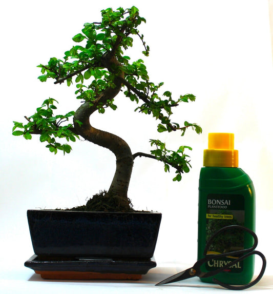 Chinese Elm Bonsai Tree S trunk - drip tray and gift set.