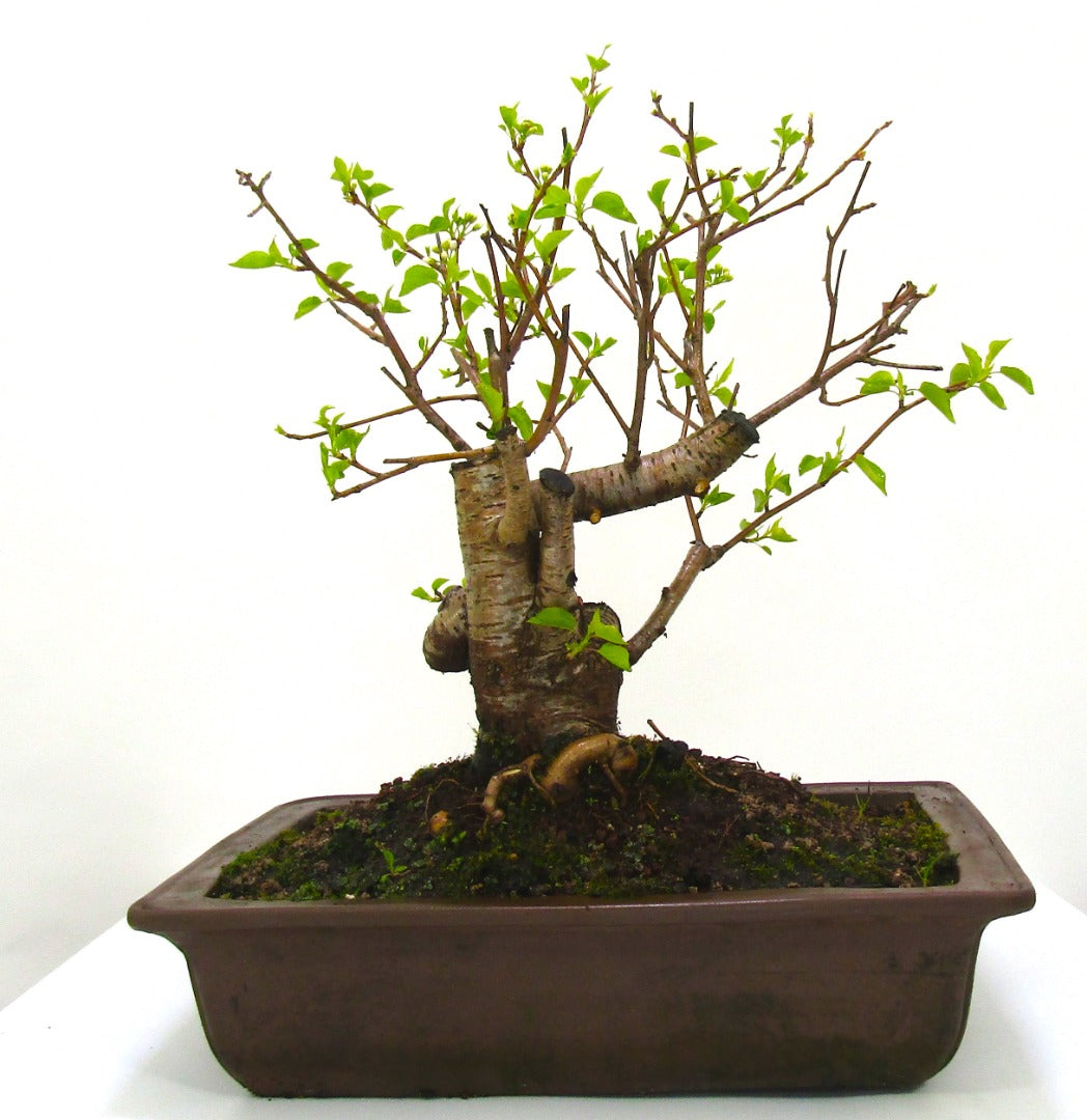 Prunus Spinosa (Blackthorn) Field grown Bonsai Tree Material.