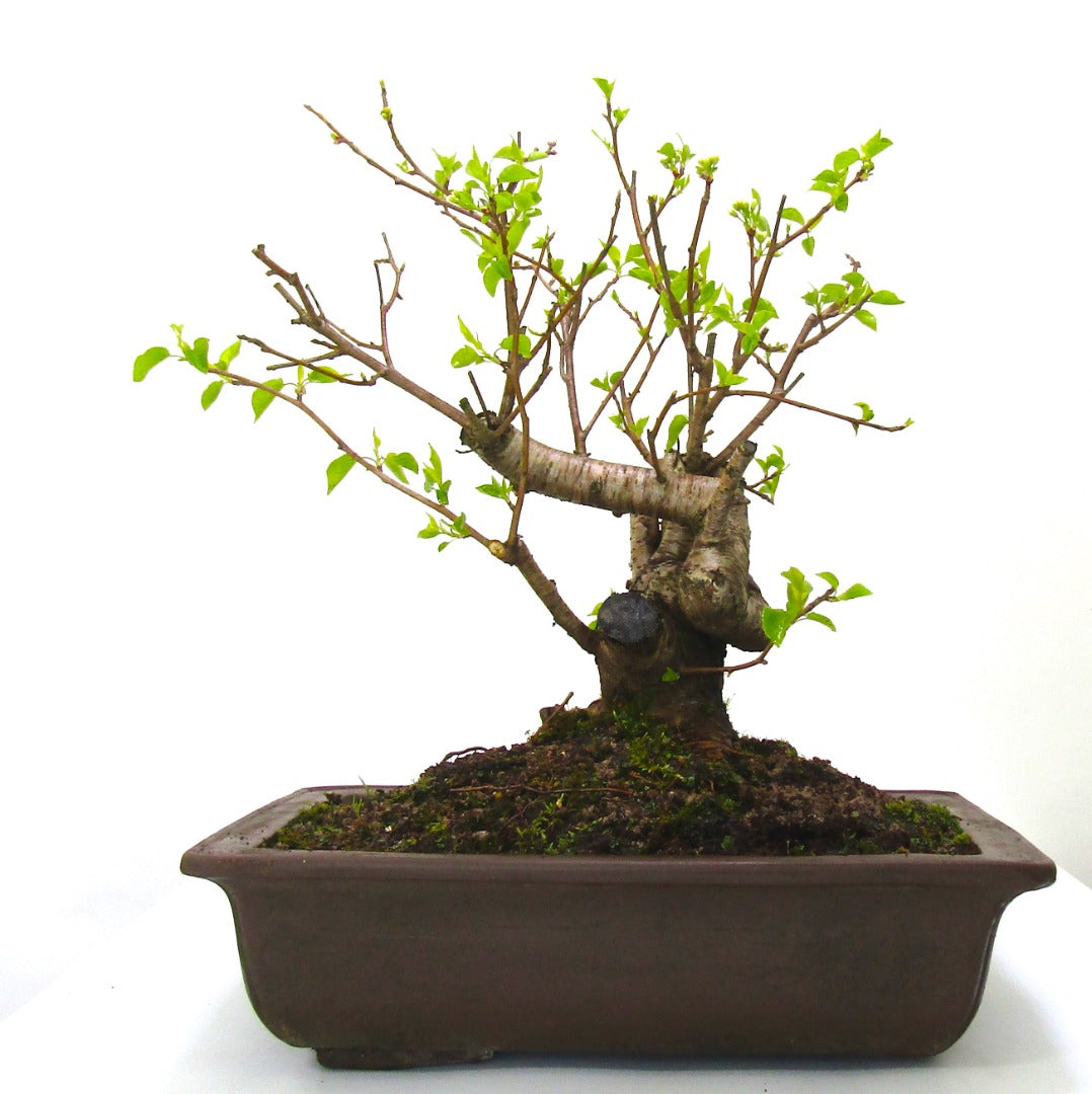 Prunus Spinosa (Blackthorn) Field grown Bonsai Tree Material.