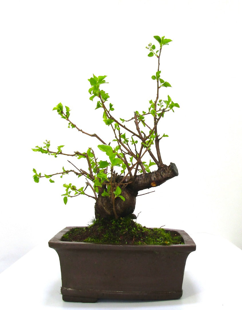 Prunus Spinosa (Blackthorn) Field grown Bonsai Tree Material.