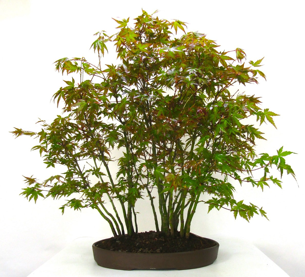 Specimen Japanese Maple Forest Bonsai Tree SB1138