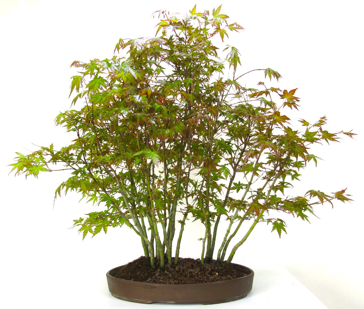 Specimen Japanese Maple Forest Bonsai Tree SB1138