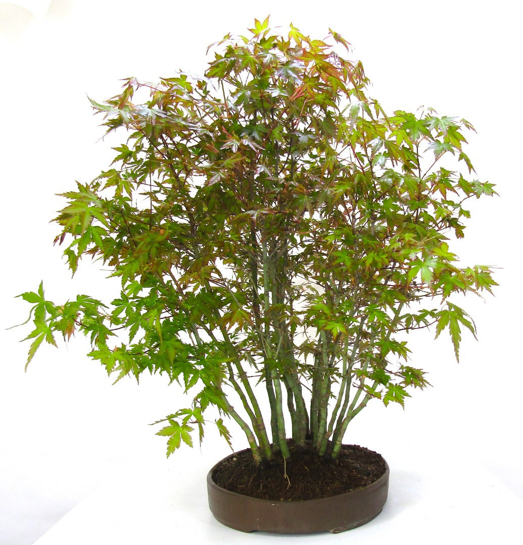 Specimen Japanese Maple Forest Bonsai Tree SB1138