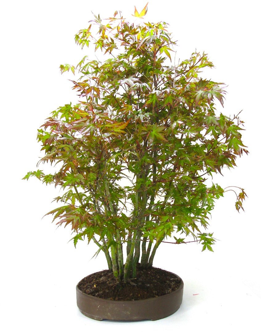 Specimen Japanese Maple Forest Bonsai Tree SB1138