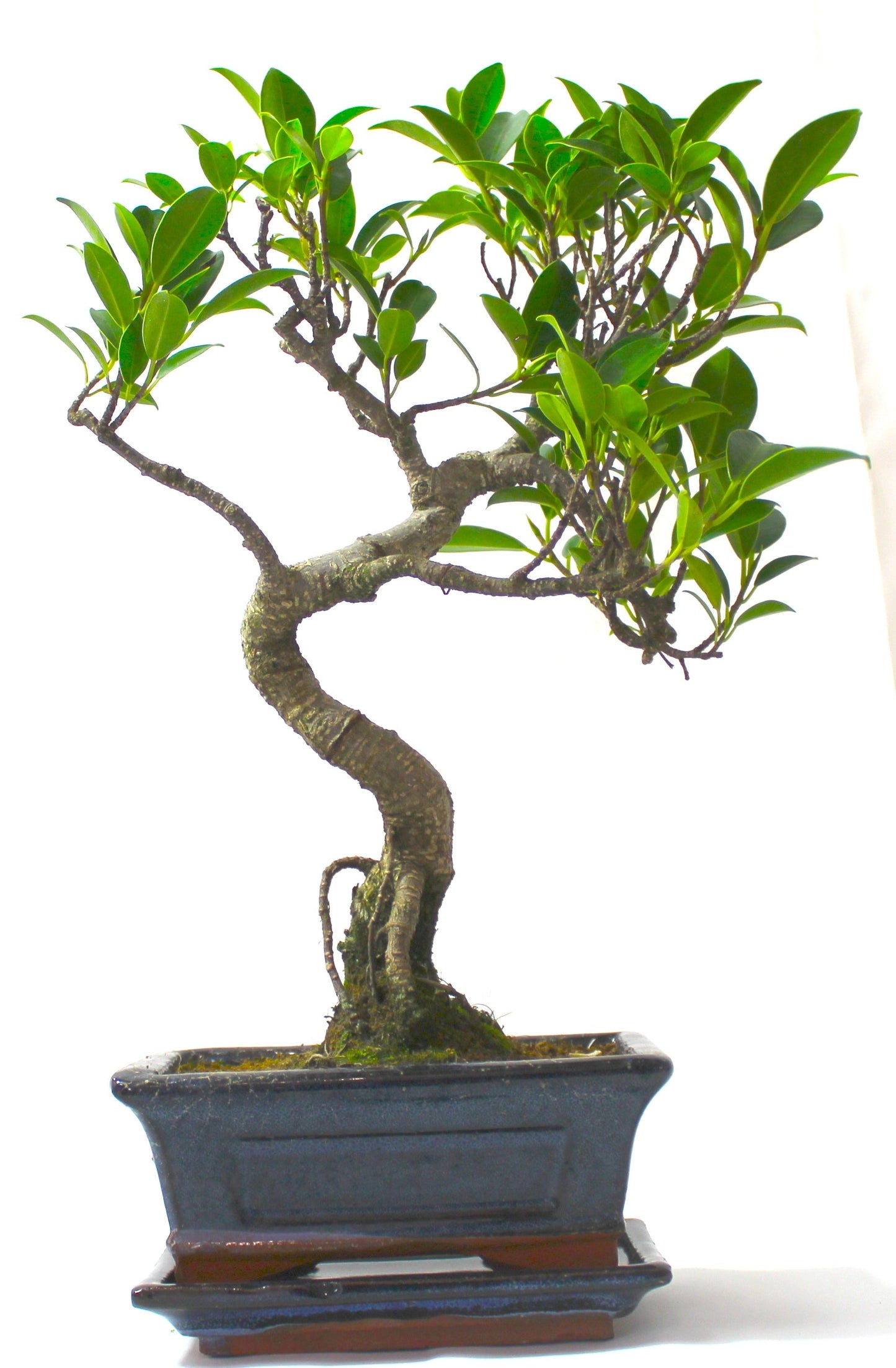 Ficus Retusa (Fig) Bonsai Tree S trunk - supplied with Care set and drip tray.