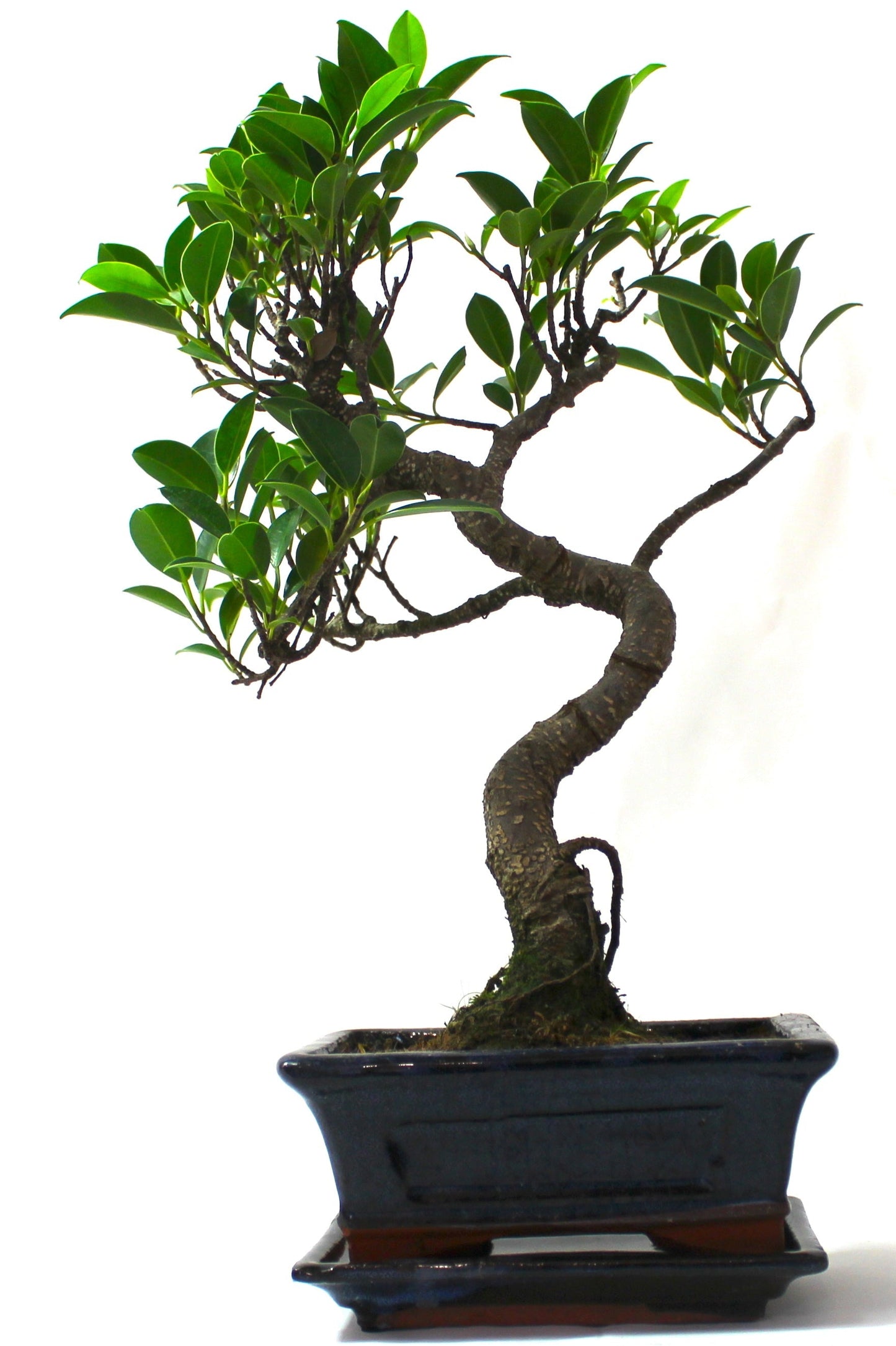 Ficus Retusa (Fig) Bonsai Tree S trunk - supplied with Care set and drip tray.