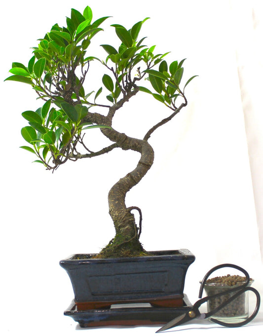 Ficus Retusa (Fig) Bonsai Tree S trunk - supplied with Care set and drip tray