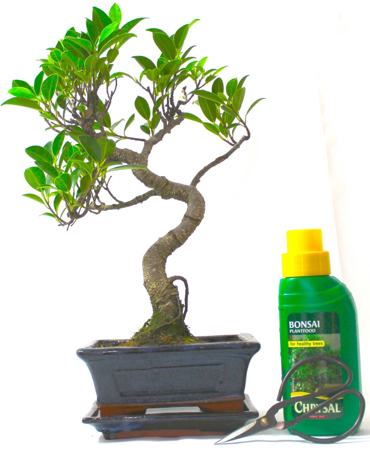 Ficus Retusa (Fig) Bonsai Tree S trunk - supplied with Care set and drip tray.