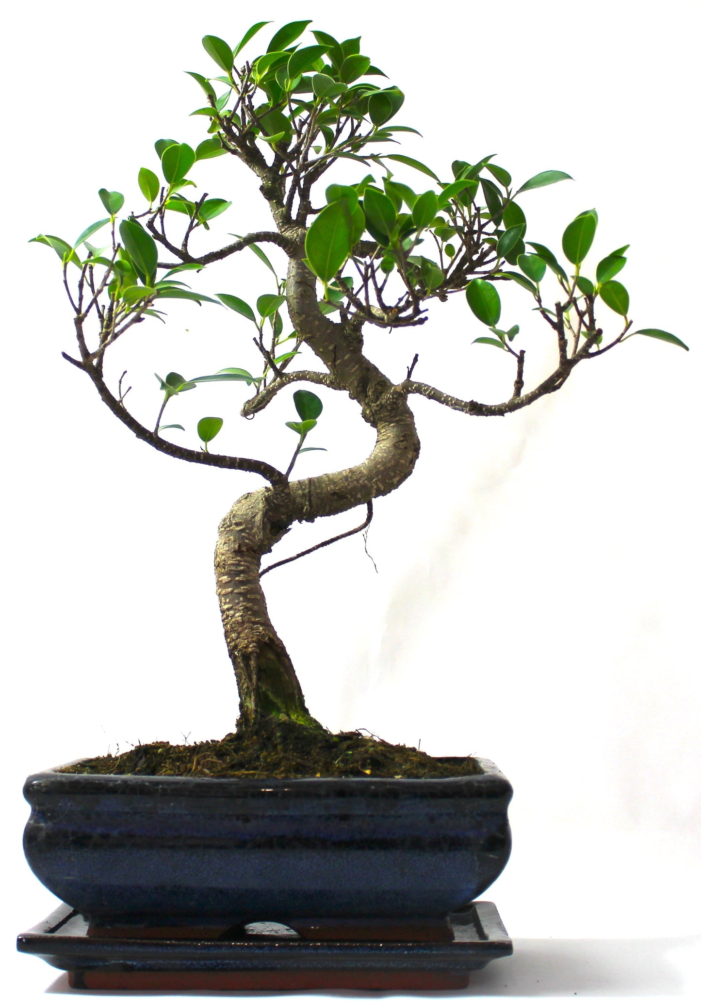 Large Ficus Retusa (Fig) Bonsai Tree S trunk - supplied with Care set and drip tray.