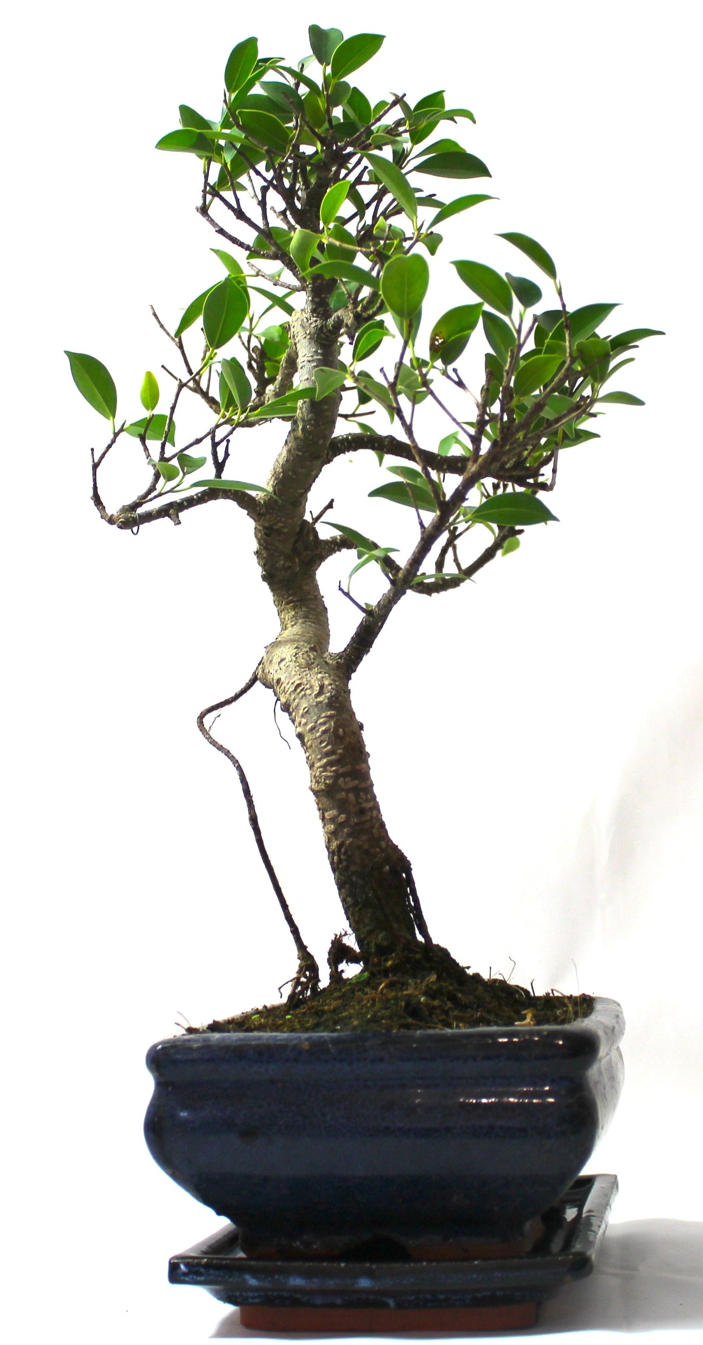 Large Ficus Retusa (Fig) Bonsai Tree S trunk - supplied with Care set and drip tray.