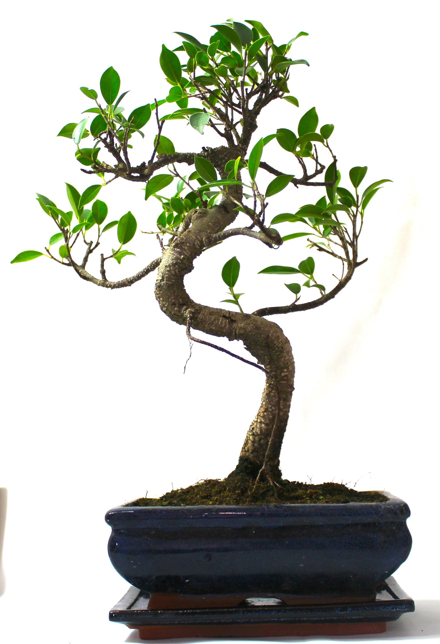 Large Ficus Retusa (Fig) Bonsai Tree S trunk - supplied with Care set and drip tray.