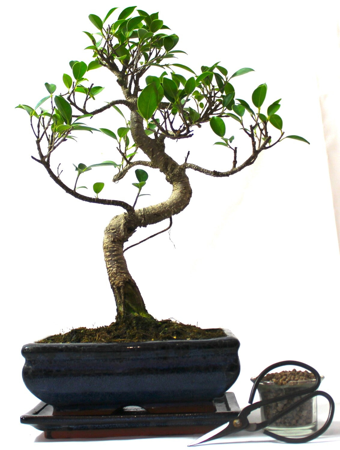 Large Ficus Retusa (Fig) Bonsai Tree S trunk - supplied with Care set and drip tray