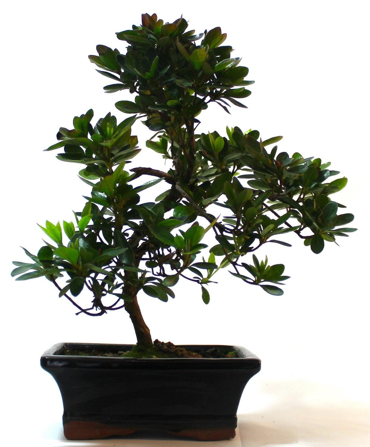 Large Azalea S trunk Flowering Bonsai Tree - supplied in a rectangular ceramic pot