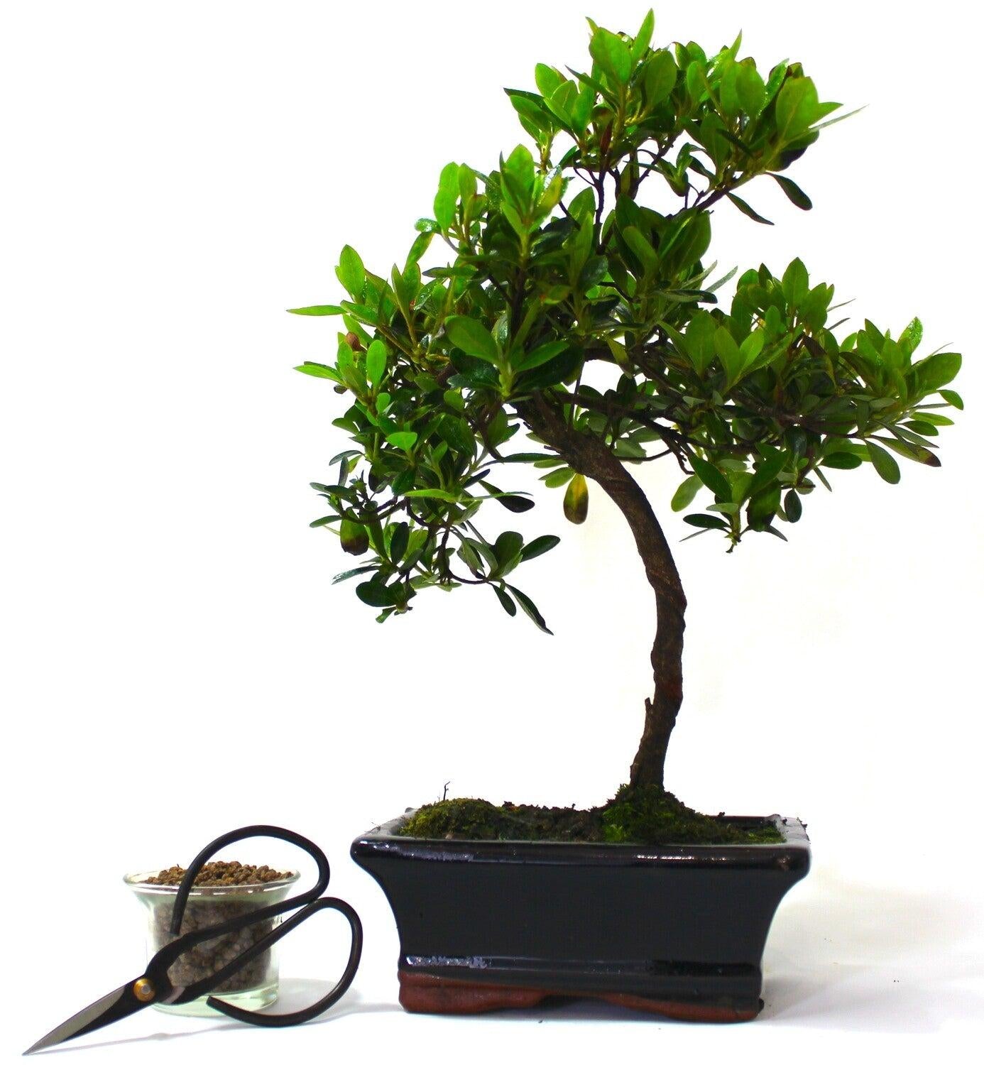 Large Azalea S trunk Flowering Bonsai Tree - supplied in a rectangular ceramic pot