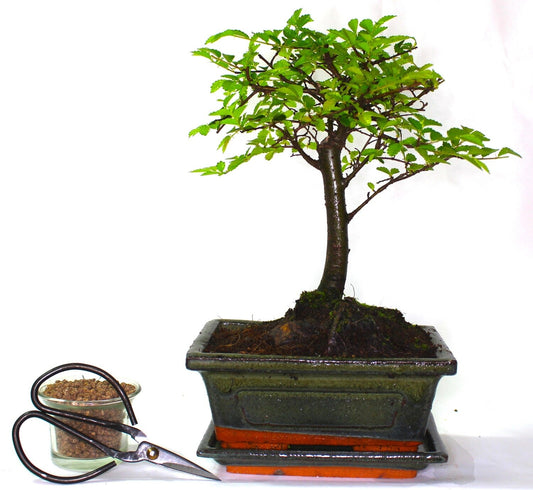 Chinese Elm Bonsai Tree Broom Style - supplied with ceramic drip tray and Care Set.