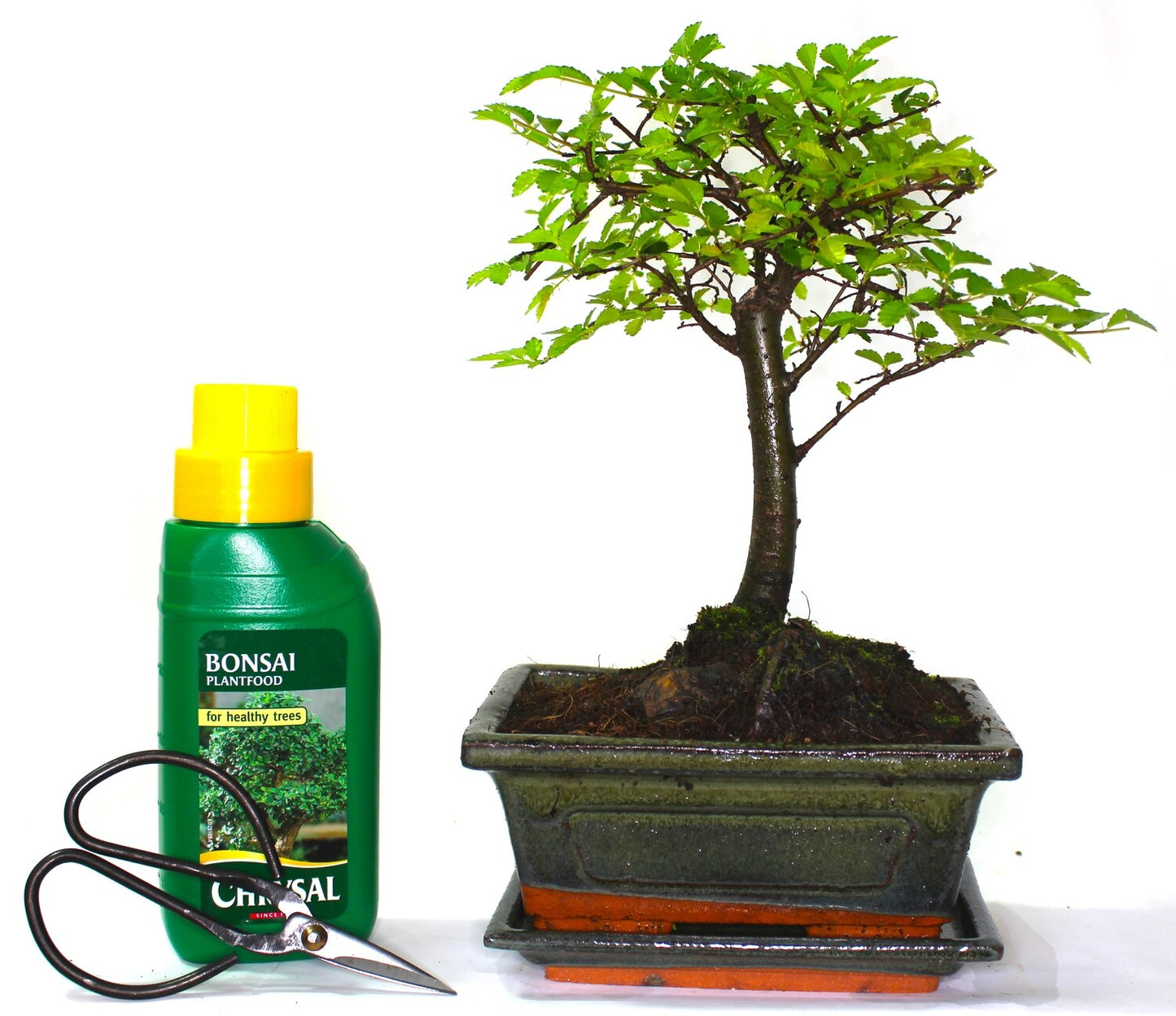 Chinese Elm Bonsai Tree Broom Style - supplied with ceramic drip tray and Care Set.