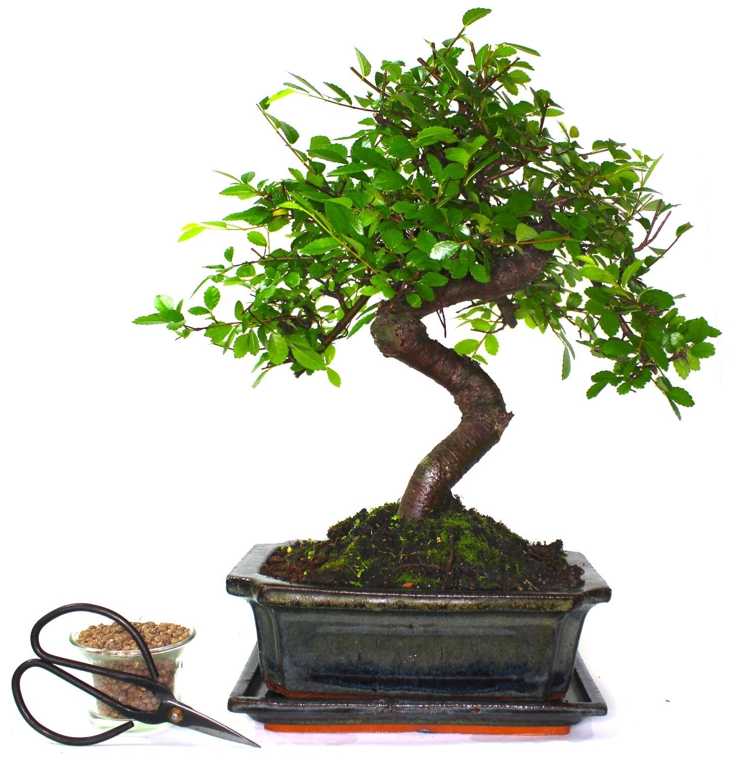 Large Chinese Elm Bonsai Tree S trunk - supplied with Care set & drip tray.