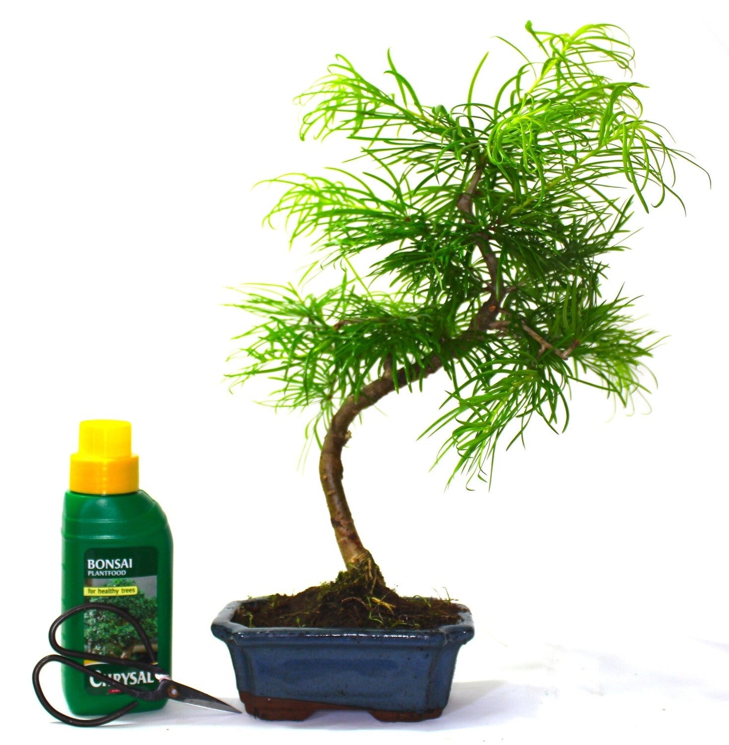 Psuedolarix (Golden Larch) Bonsai Tree informal upright - supplied in a ceramic pot