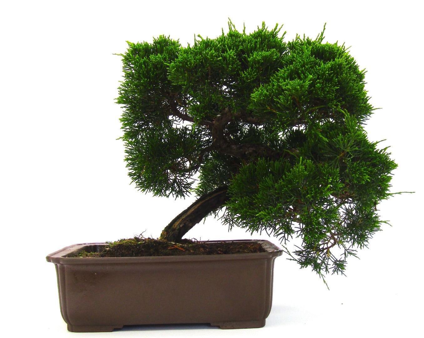 Specimen Chinese Juniper Bonsai tree - excellent movement and styling options SB3073