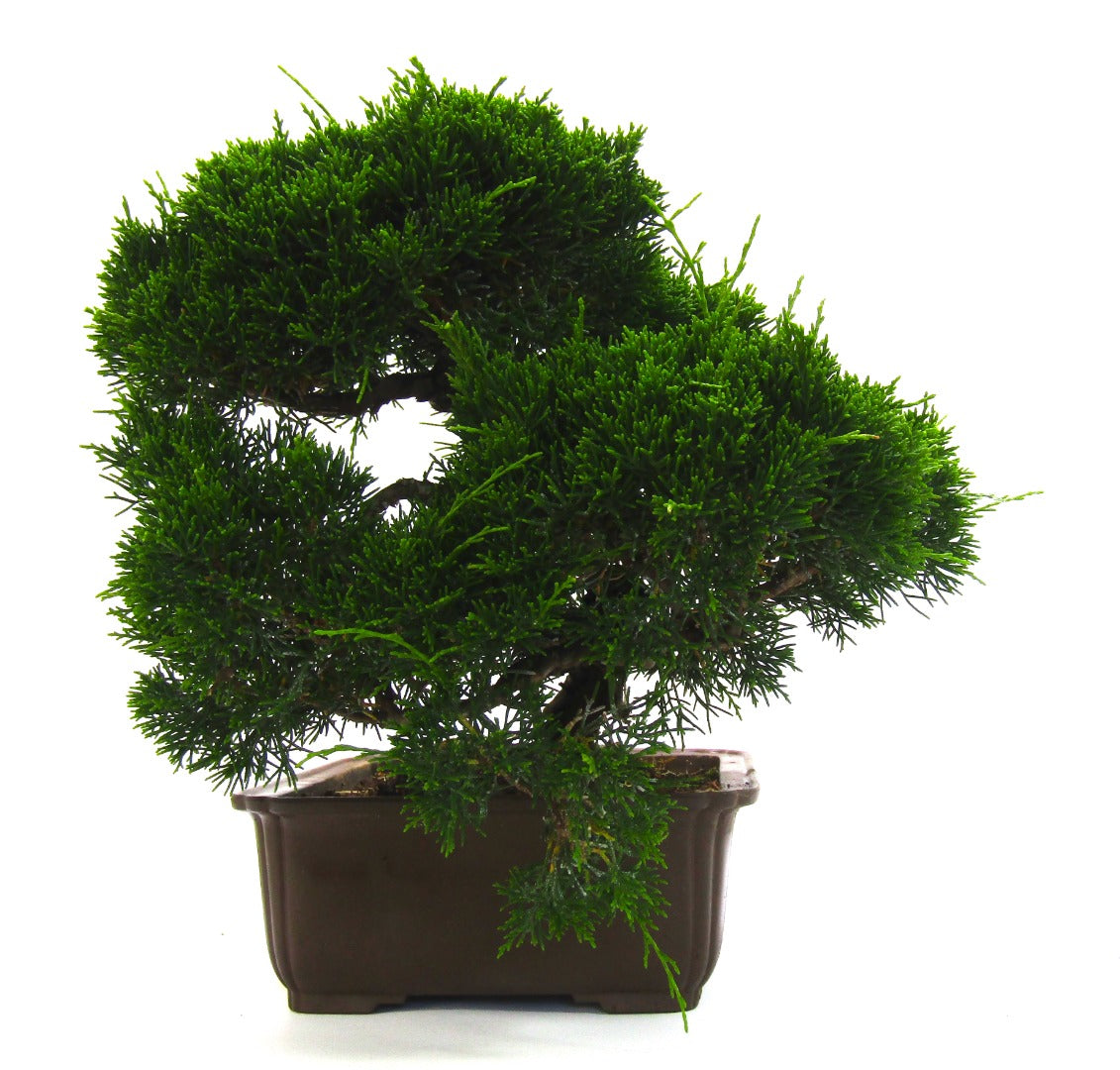 Specimen Chinese Juniper Bonsai tree - excellent movement and styling options SB3073