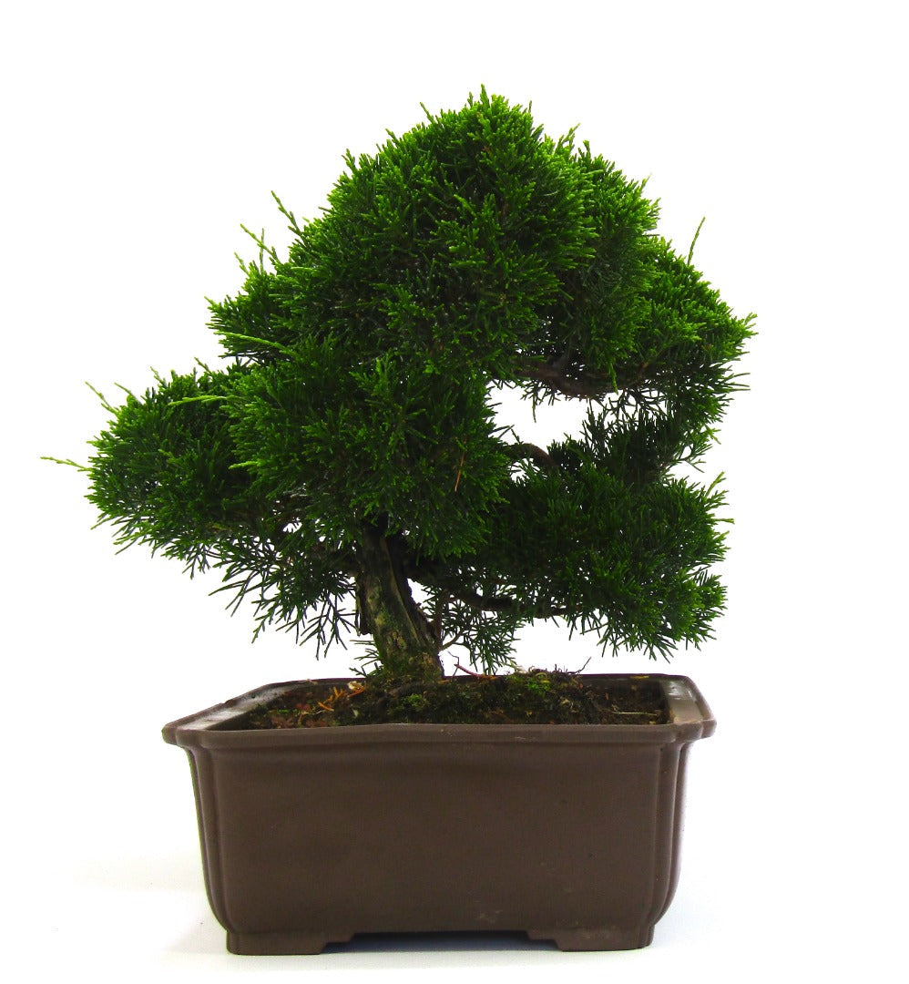 Specimen Chinese Juniper Bonsai tree - excellent movement and styling options SB3073