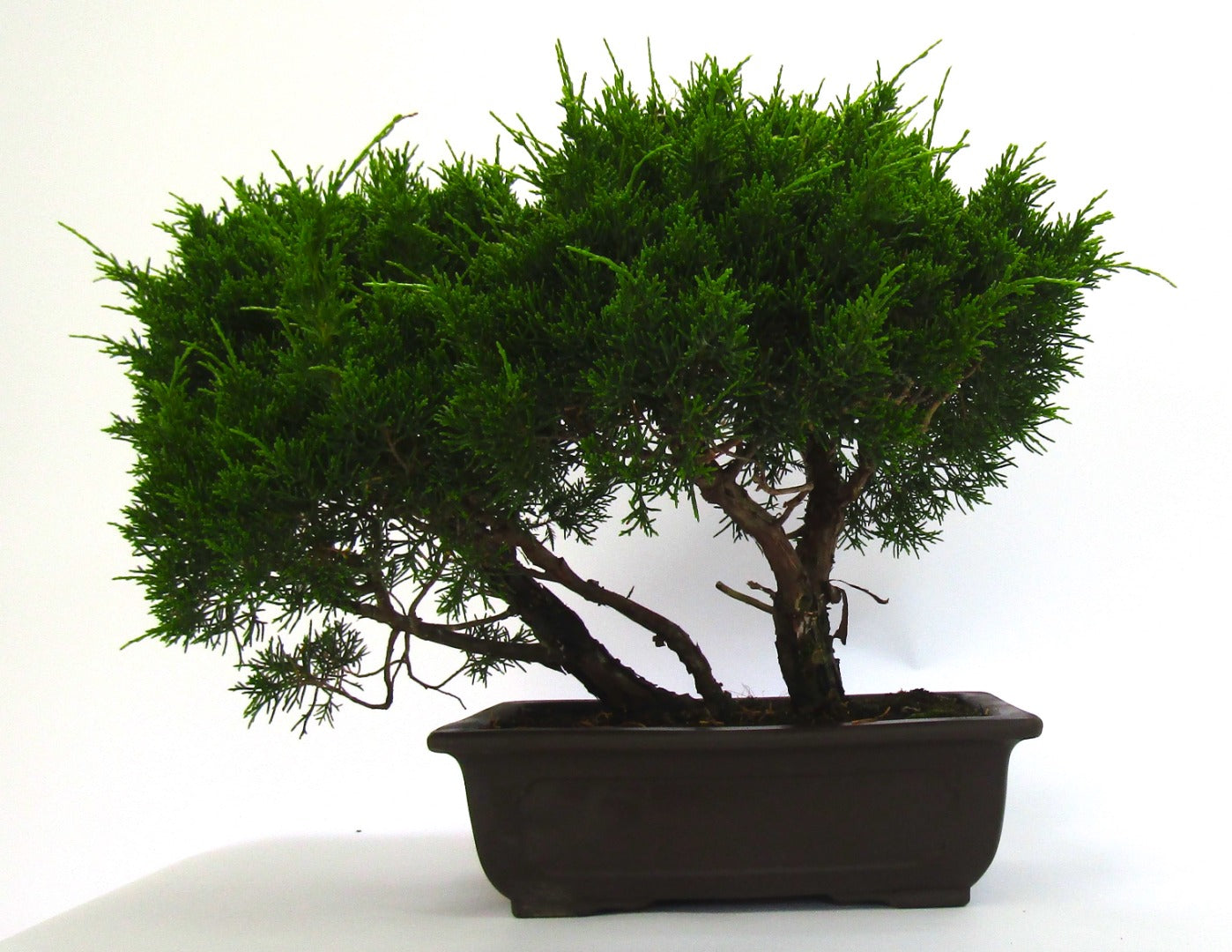 Specimen Multi Trunk Chinese Juniper Bonsai tree - excellent movement and styling options SB3074