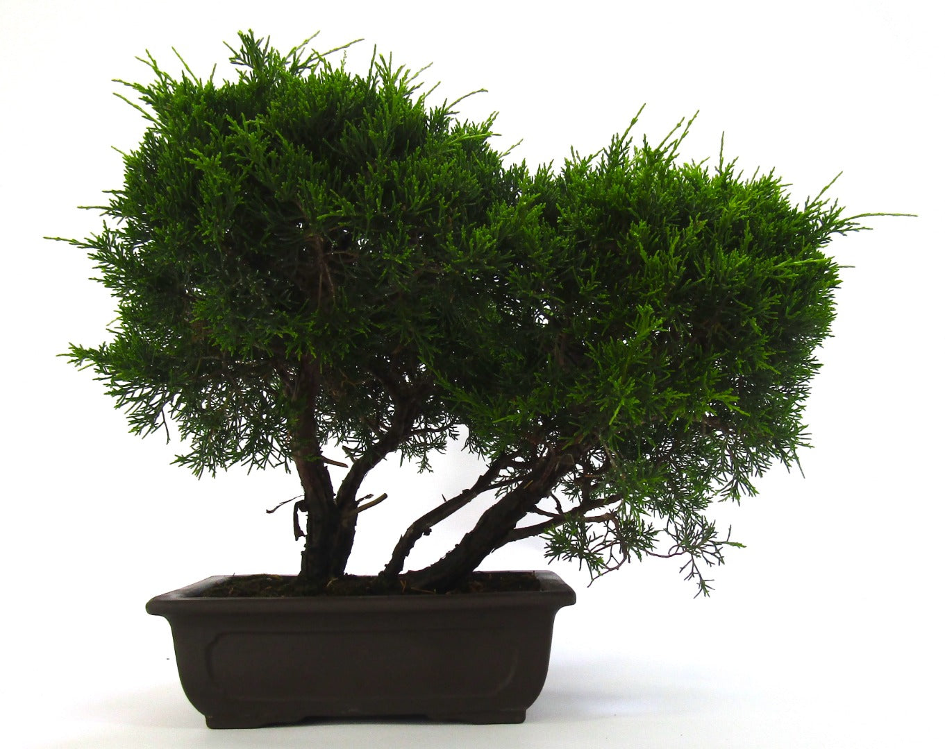 Specimen Multi Trunk Chinese Juniper Bonsai tree - excellent movement and styling options SB3074