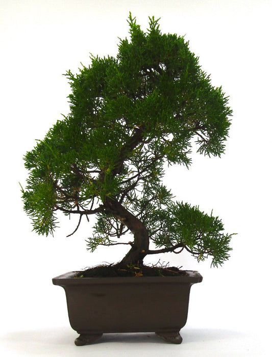 Specimen Chinese Juniper Bonsai tree - excellent movement and styling options SB3075