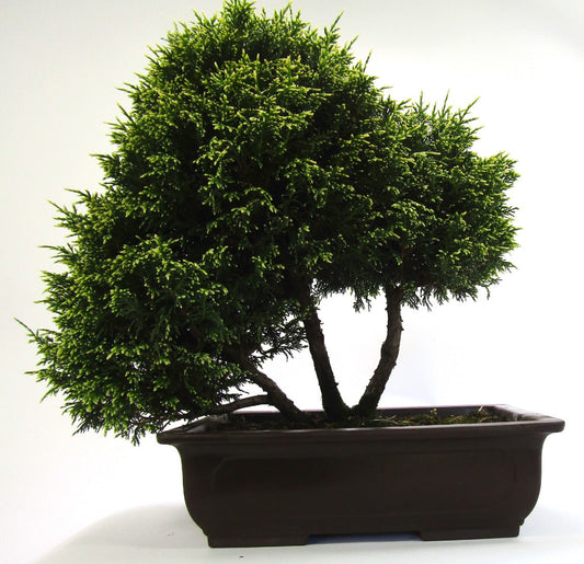 Unusual Multi Trunk Variegated Chaemycyparis Bonsai tree - excellent movement and styling options SB3091