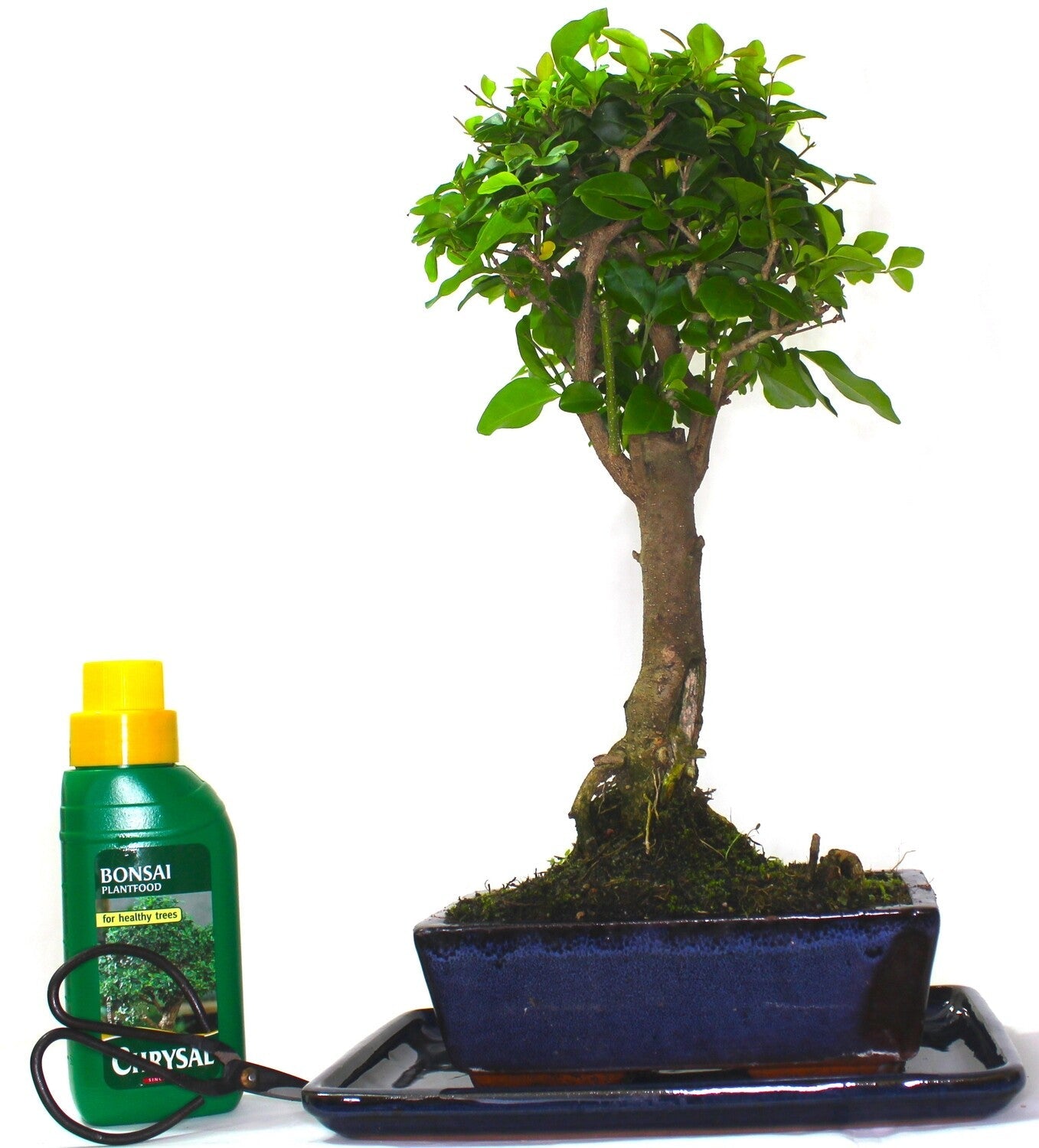 Large Ligustrum (Mandarin Tree) Bonsai Tree Broom Style - supplied with ceramic drip tray .