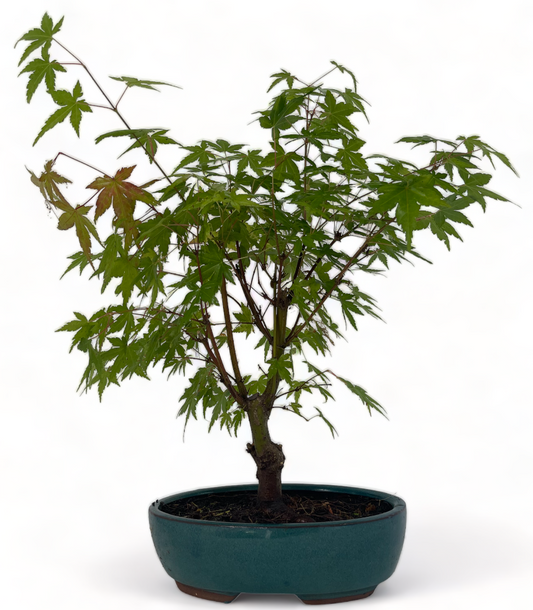 Japanese Maple Bonsai Tree