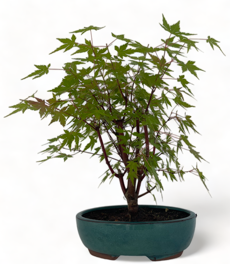 Japanese Maple Bonsai Tree